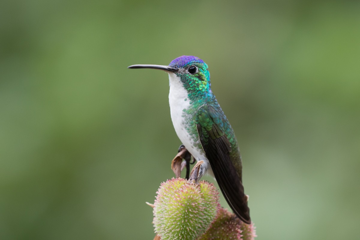 Andean Emerald - ML597571661