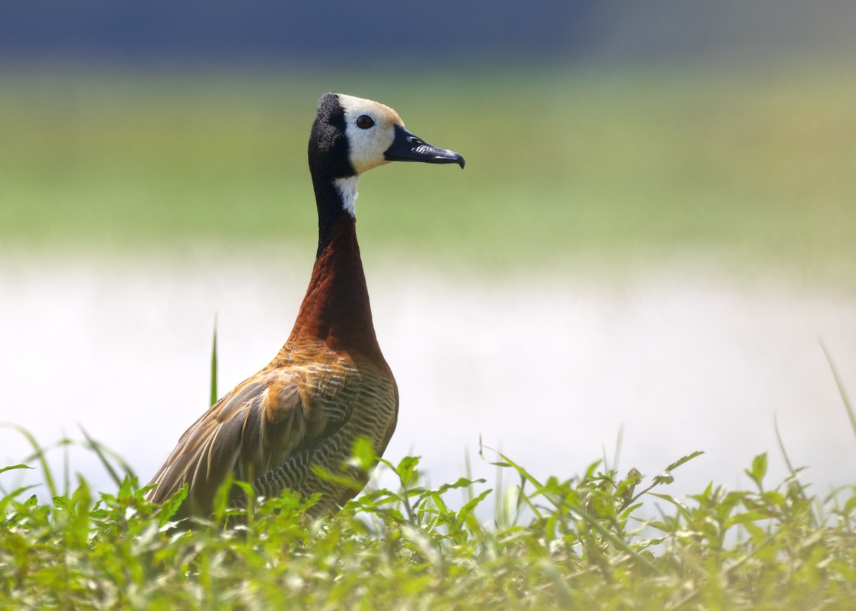 White-faced Whistling-Duck - ML597572161