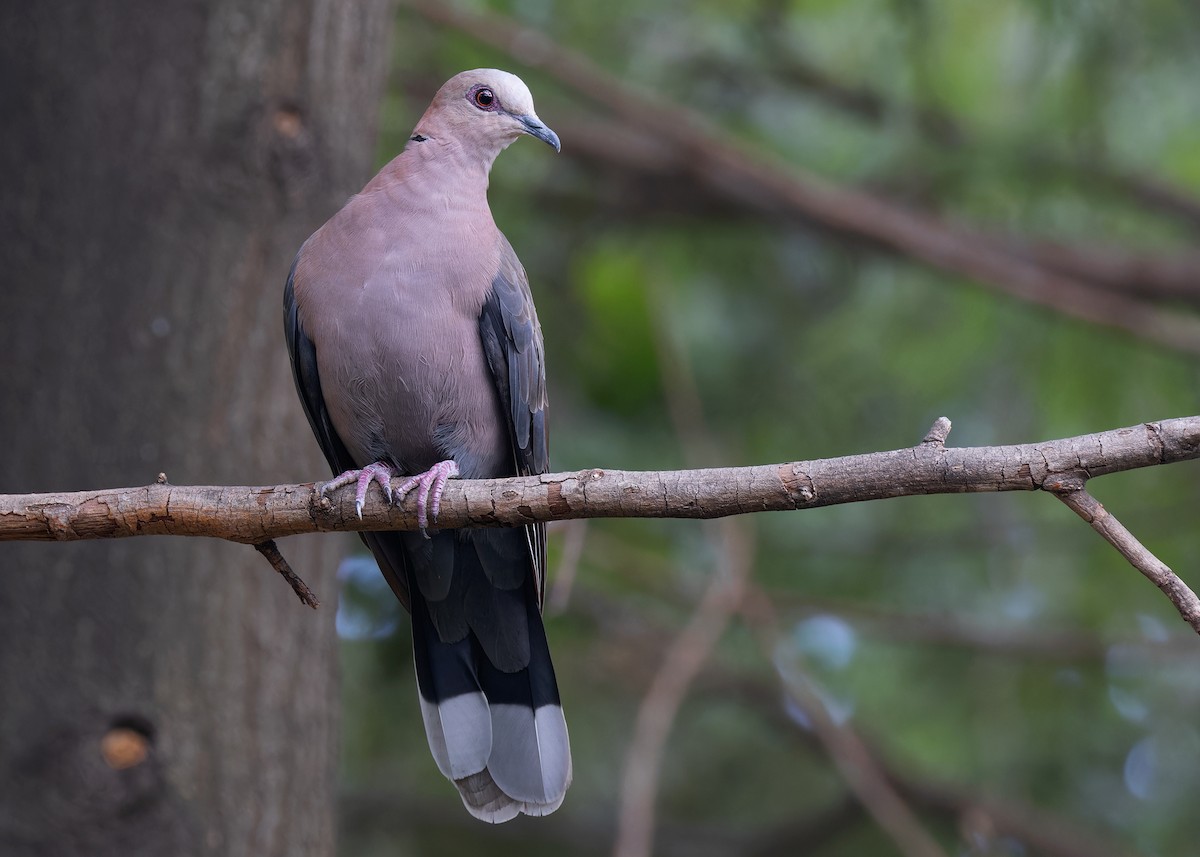 Red-eyed Dove - ML597572231