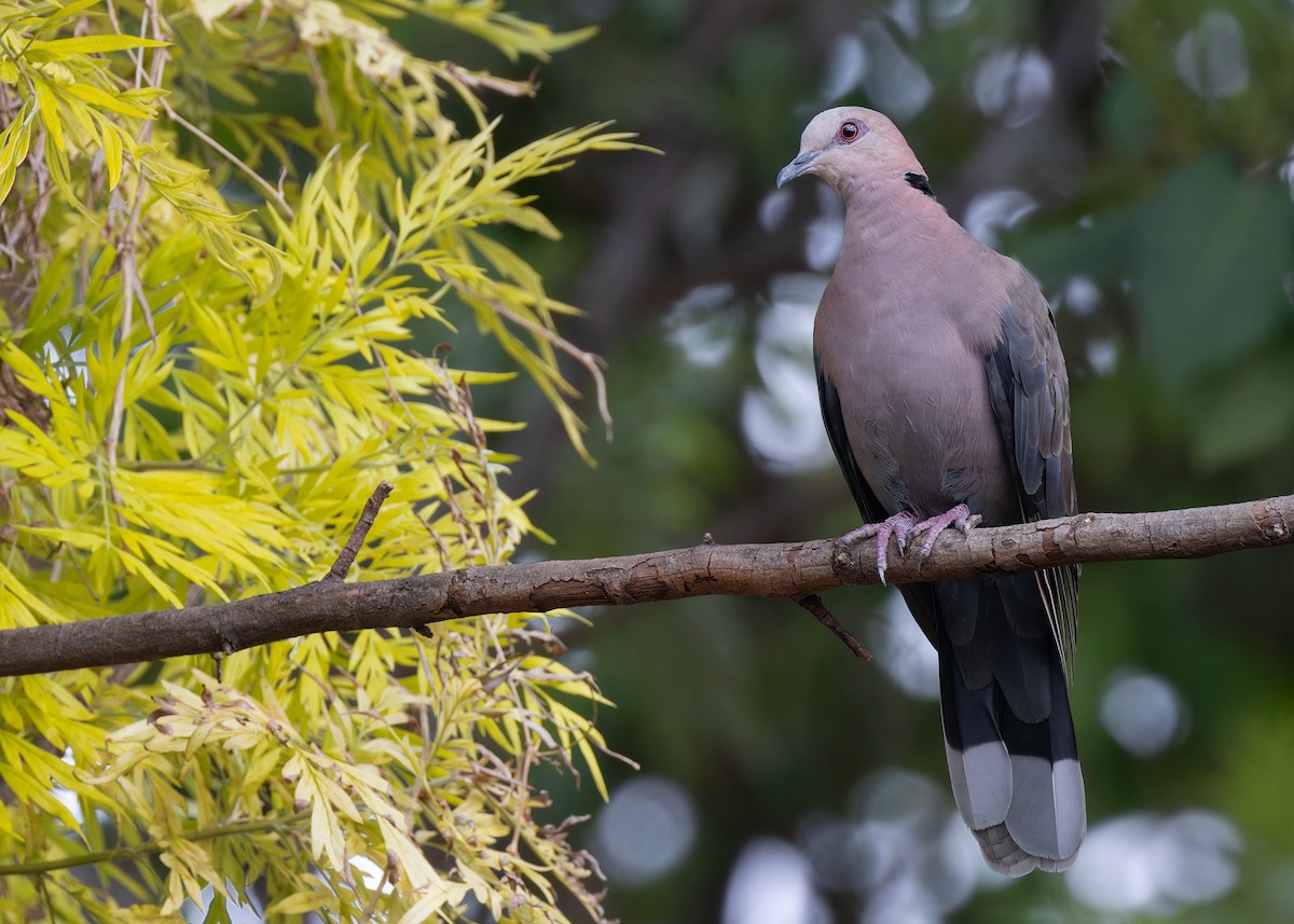 Red-eyed Dove - ML597572241