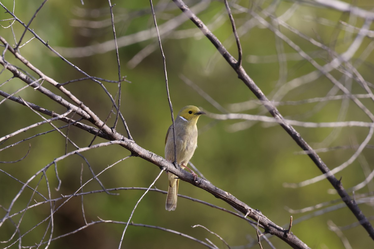 White-plumed Honeyeater - ML597573081