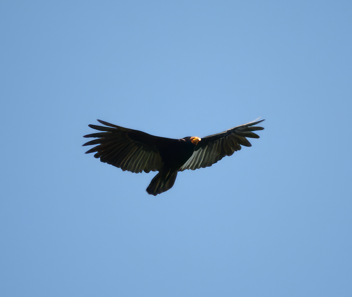 Greater Yellow-headed Vulture - ML597573531