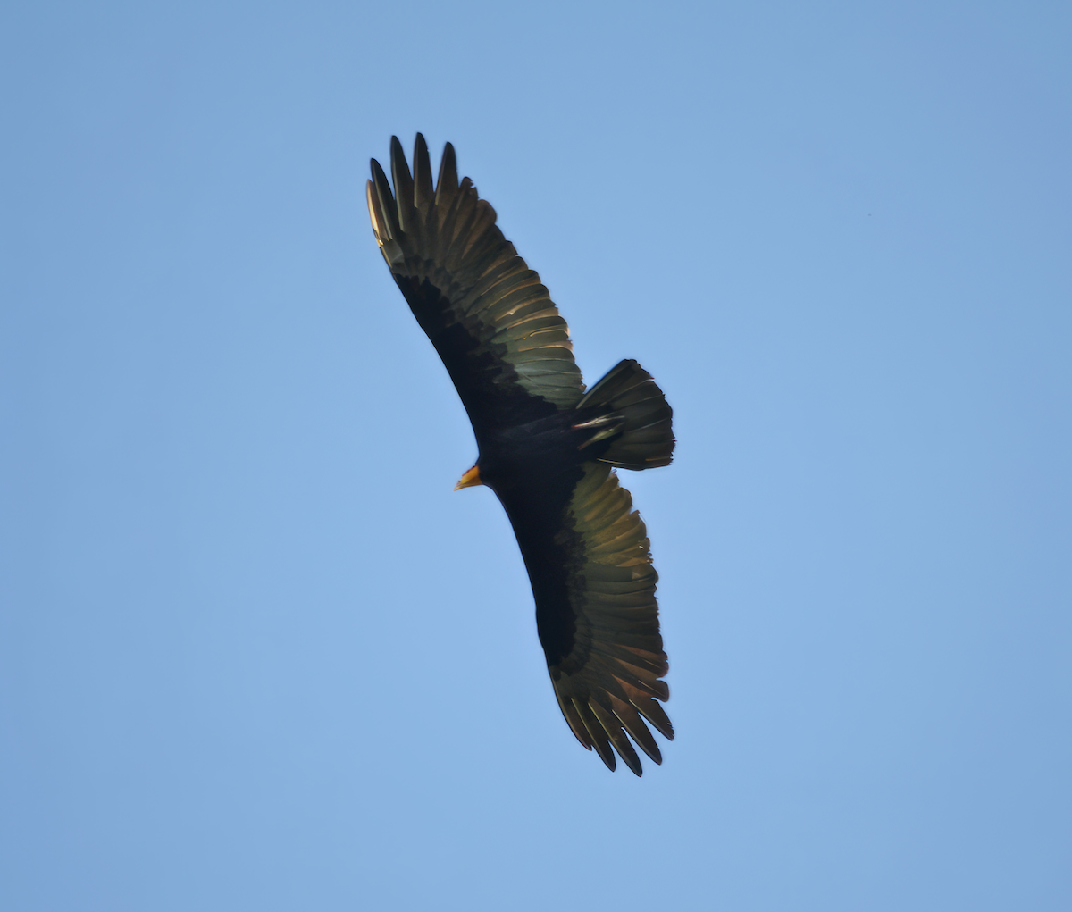 Greater Yellow-headed Vulture - ML597573541