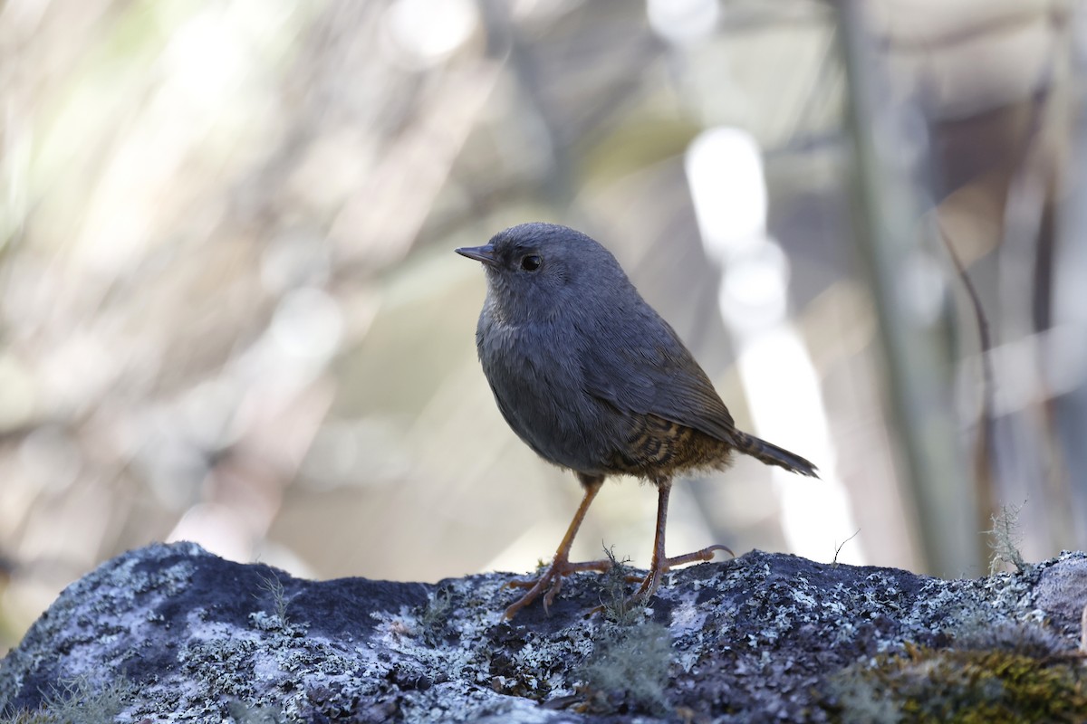 Ancash Tapaculo - Daniel Branch