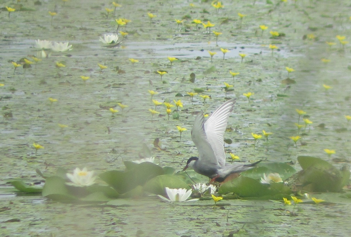 Whiskered Tern - ML597573601