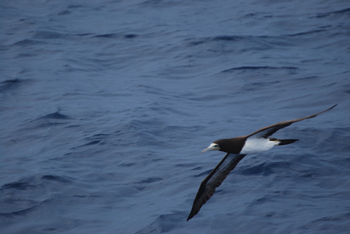Brown Booby - ML597574891