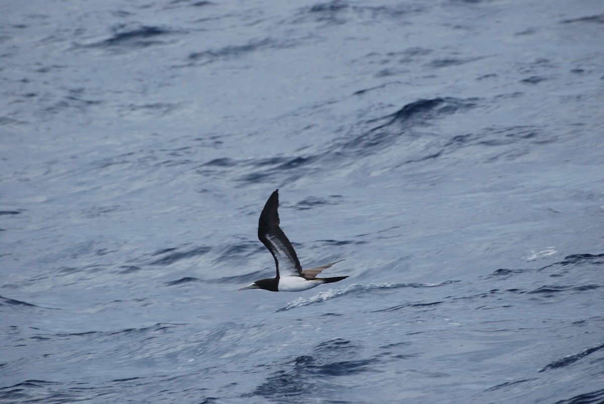 Brown Booby - ML597574921