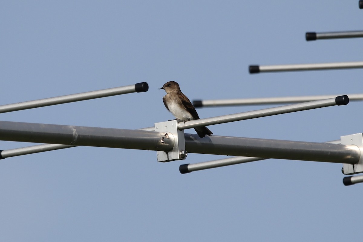 Northern Rough-winged Swallow - ML597574941