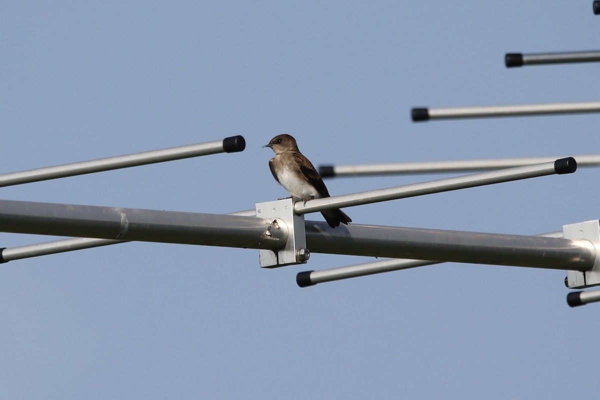 Golondrina Aserrada - ML597574941