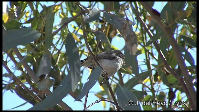 Western Gerygone - ML597574991