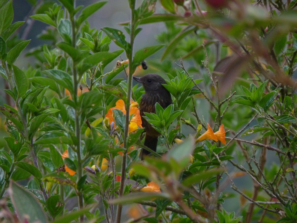 Merida Flowerpiercer - ML597575261