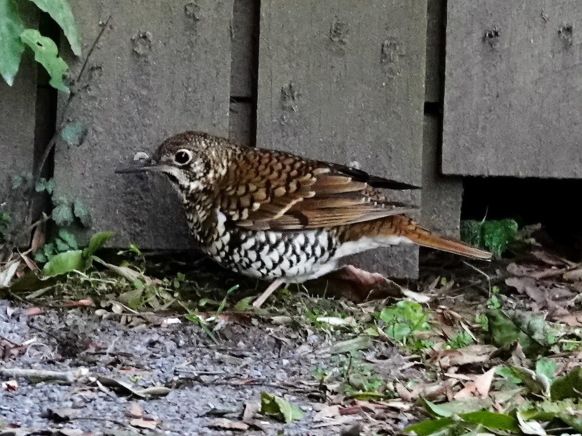 Russet-tailed Thrush - ML597575731