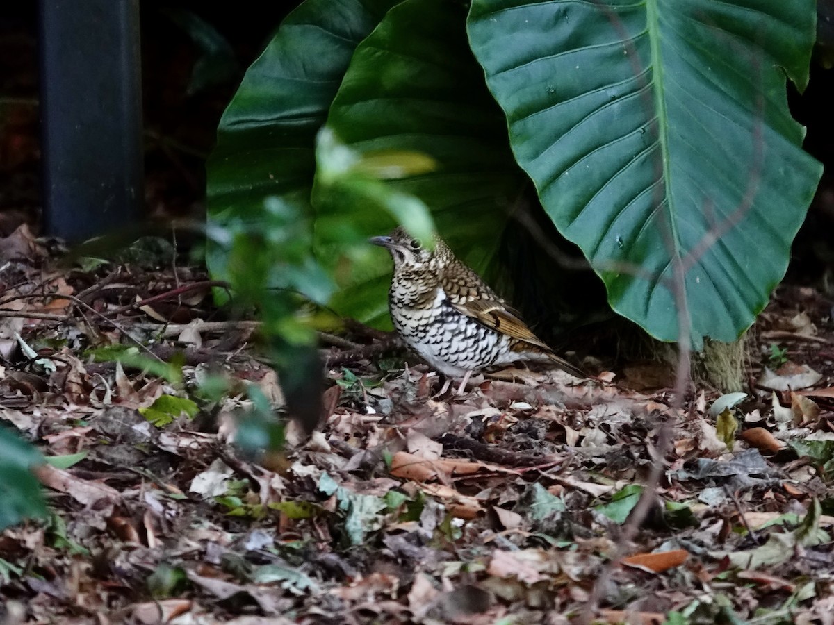 Russet-tailed Thrush - ML597575951