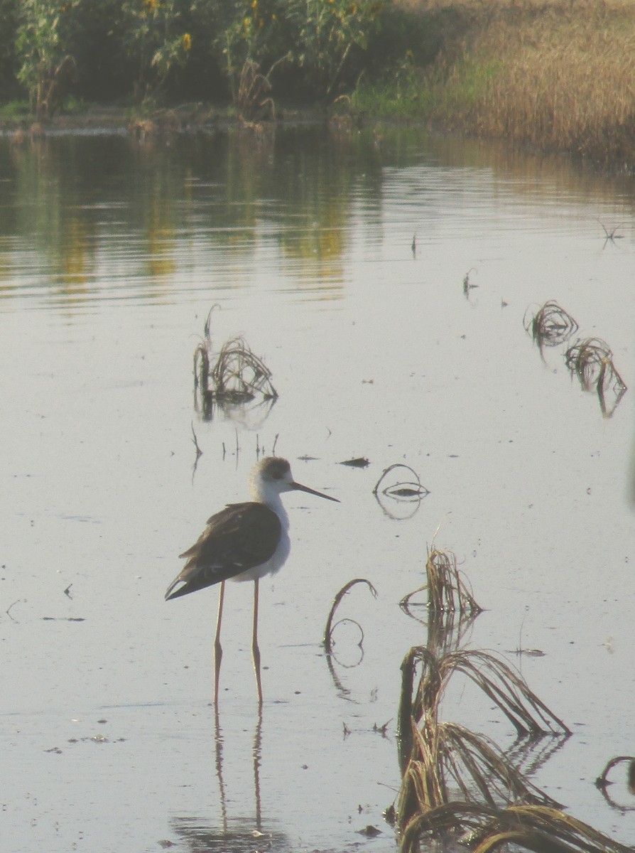 Black-winged Stilt - ML597576051