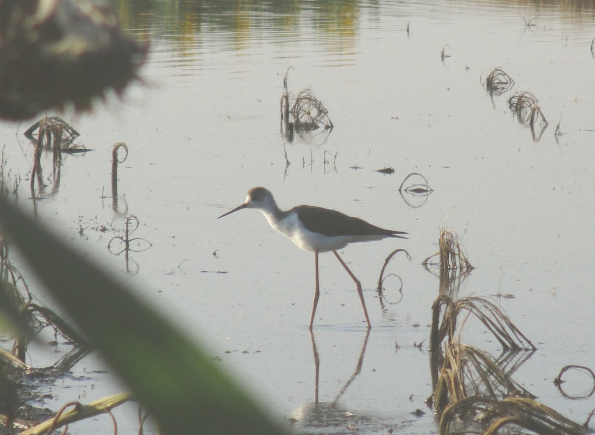 Black-winged Stilt - ML597576061