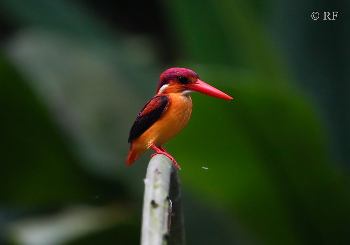 Rufous-backed Dwarf-Kingfisher - Roxie Fu