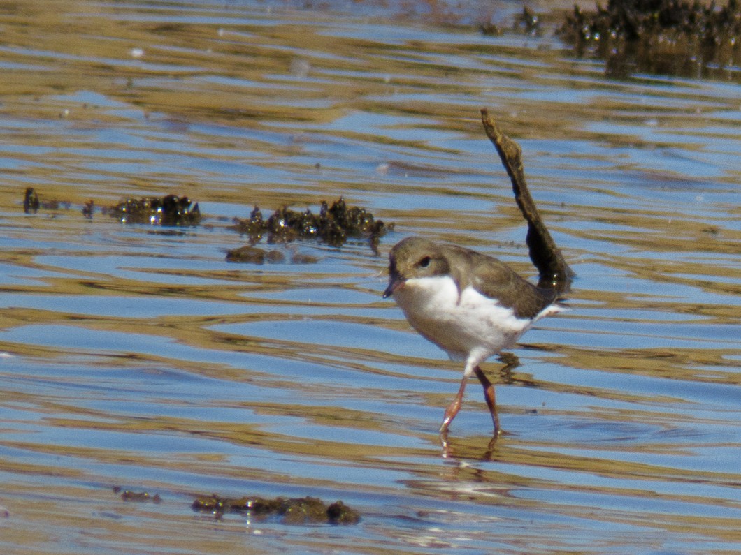 Red-kneed Dotterel - ML59757671