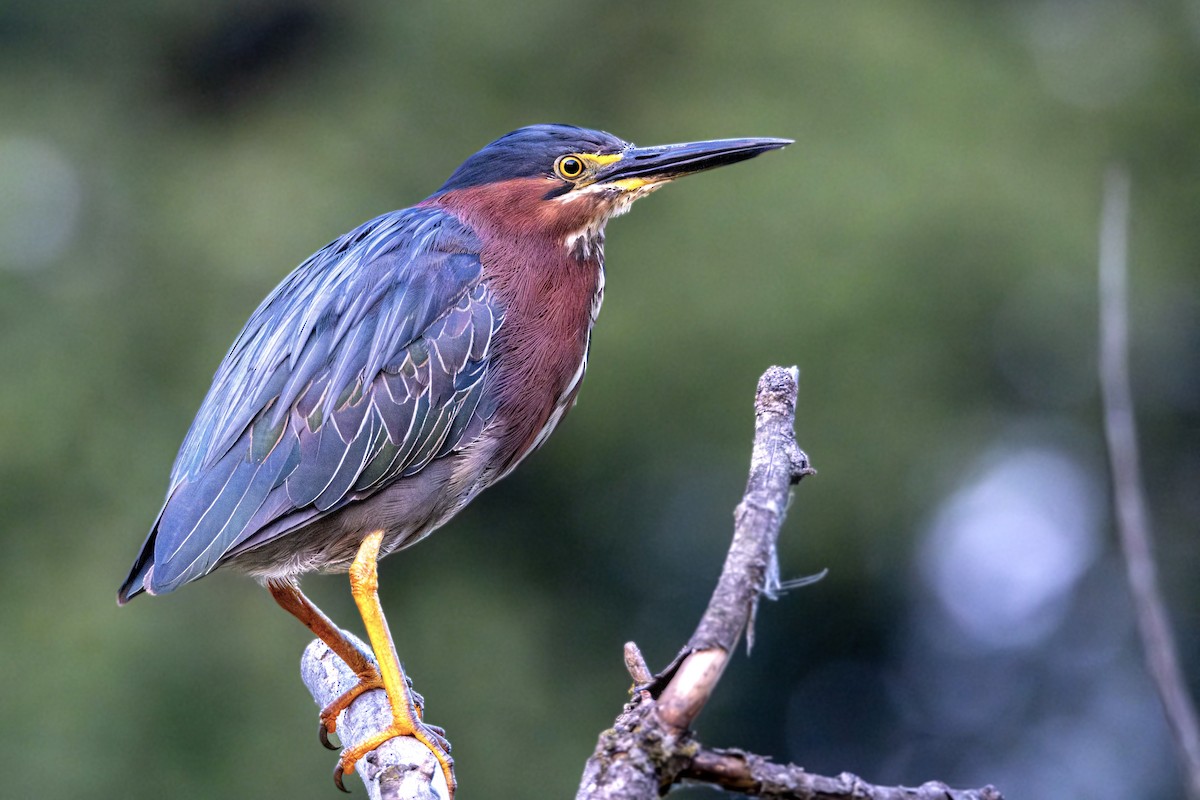 Green Heron - ML597576951