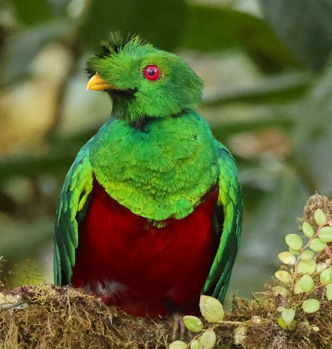 Crested Quetzal - ML597577151