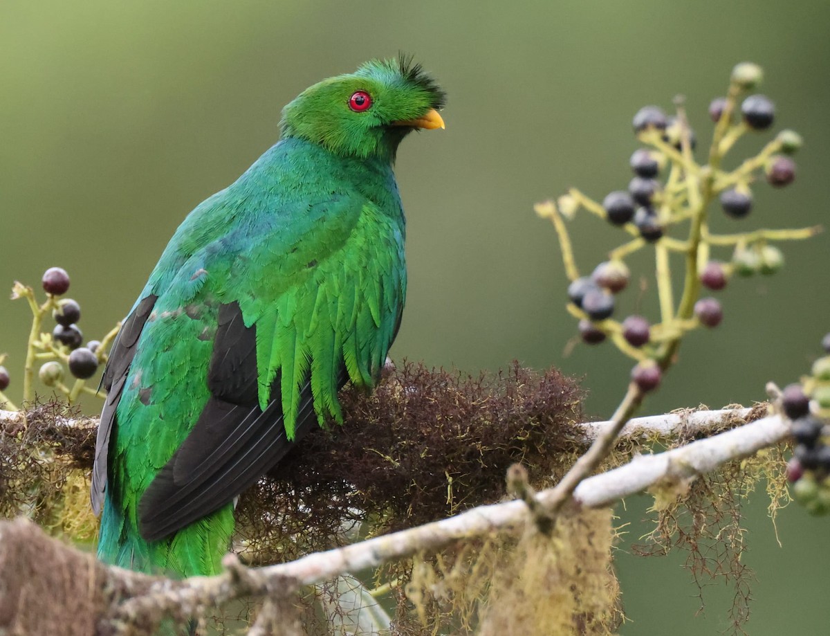 Crested Quetzal - ML597577161