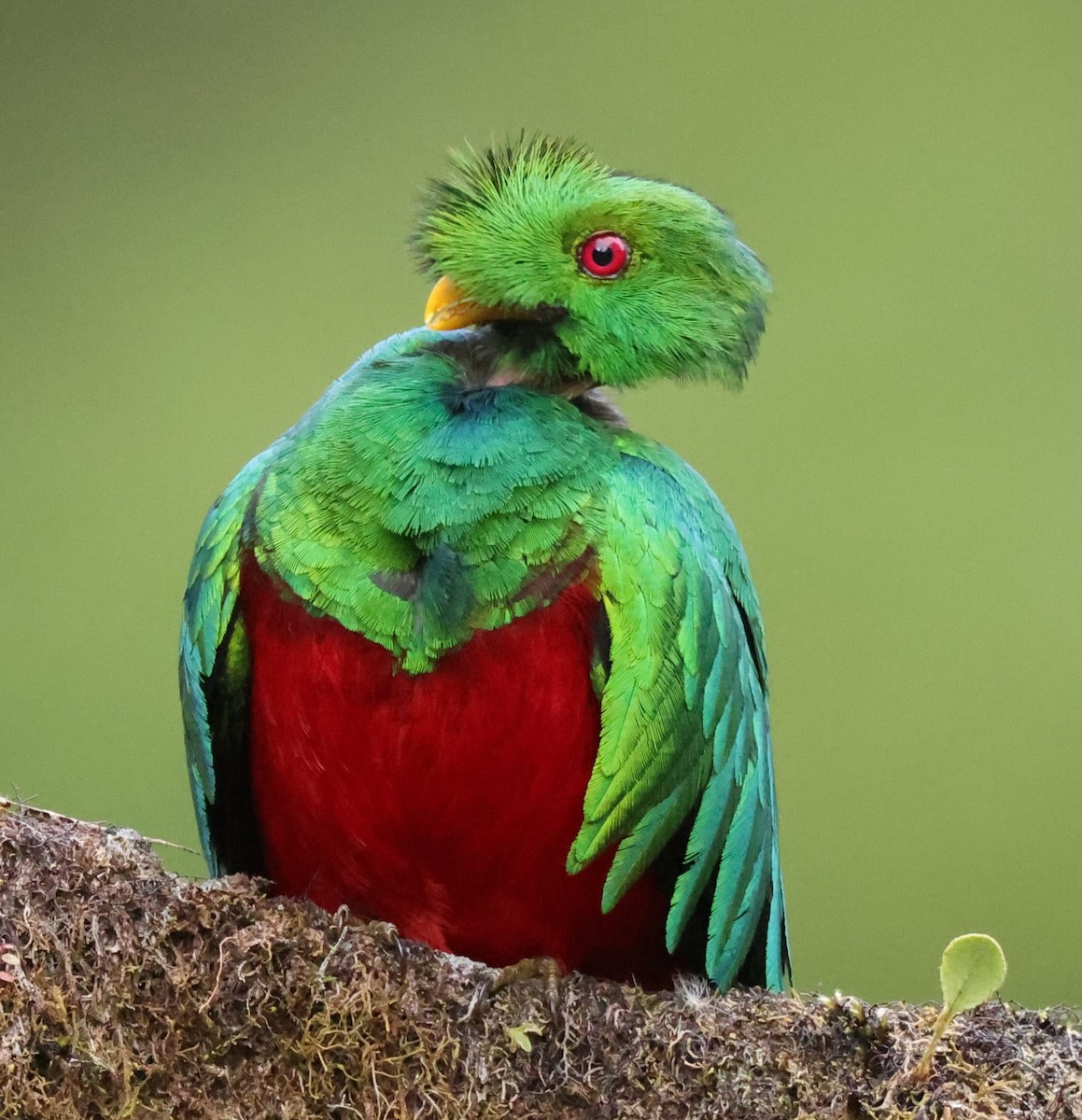 Crested Quetzal - ML597577171