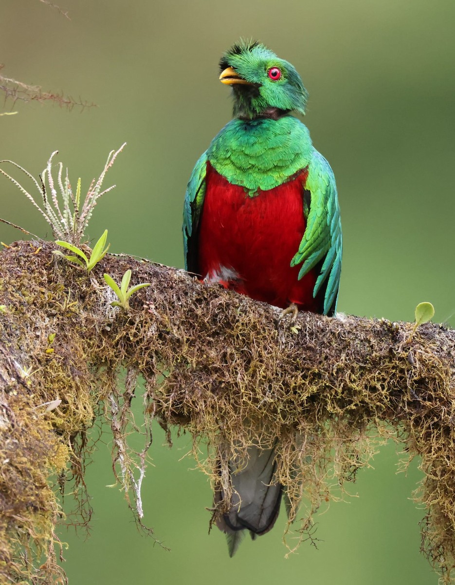 Crested Quetzal - ML597577181