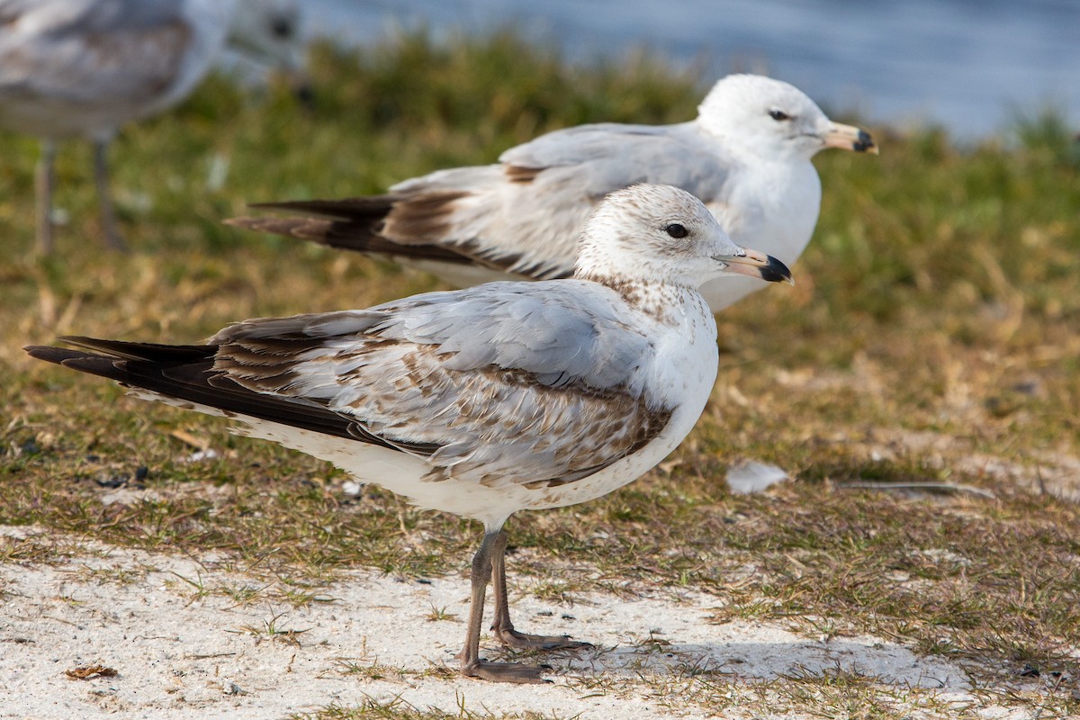 Ring-billed Gull - Richard Harrison-Cripps