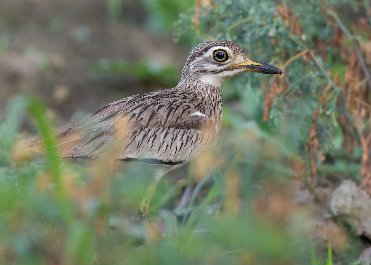 Senegal Thick-knee - Ayuwat Jearwattanakanok