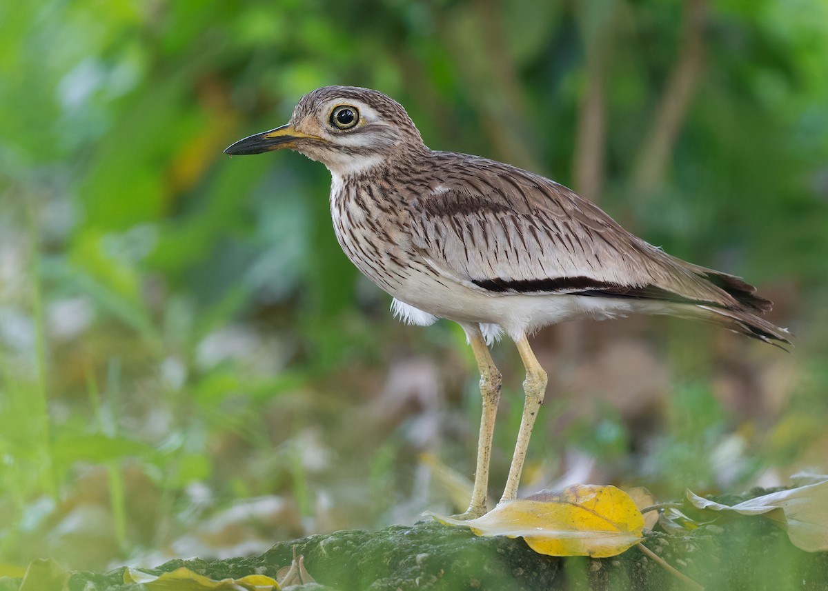 Senegal Thick-knee - ML597578311