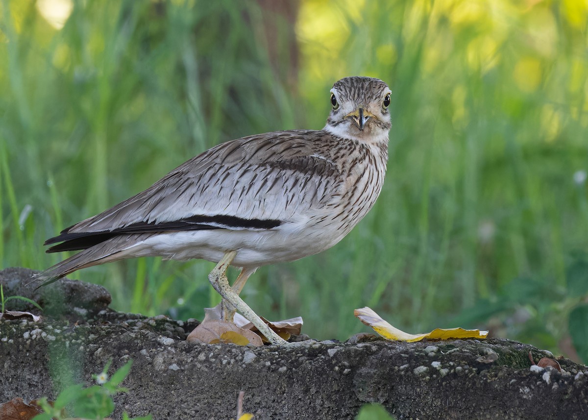 Senegal Thick-knee - Ayuwat Jearwattanakanok