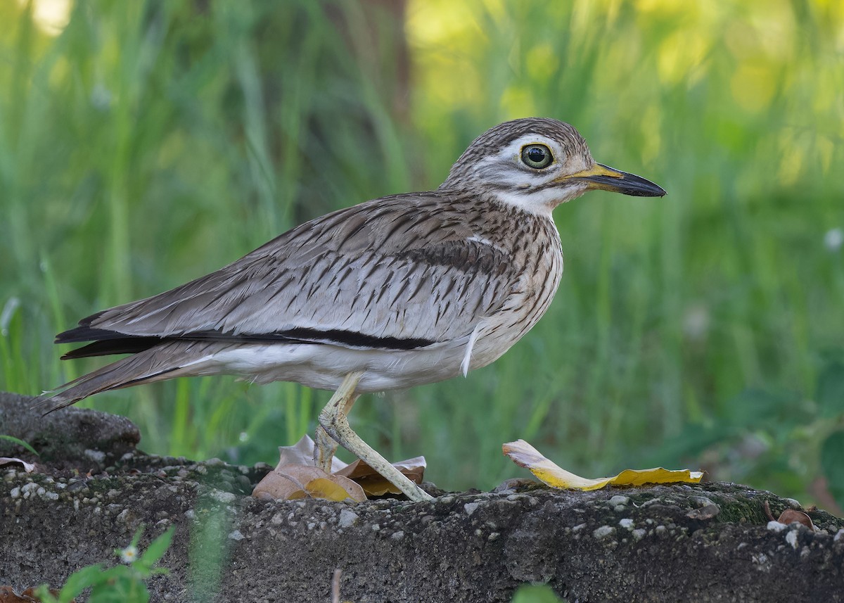 Senegal Thick-knee - ML597578351