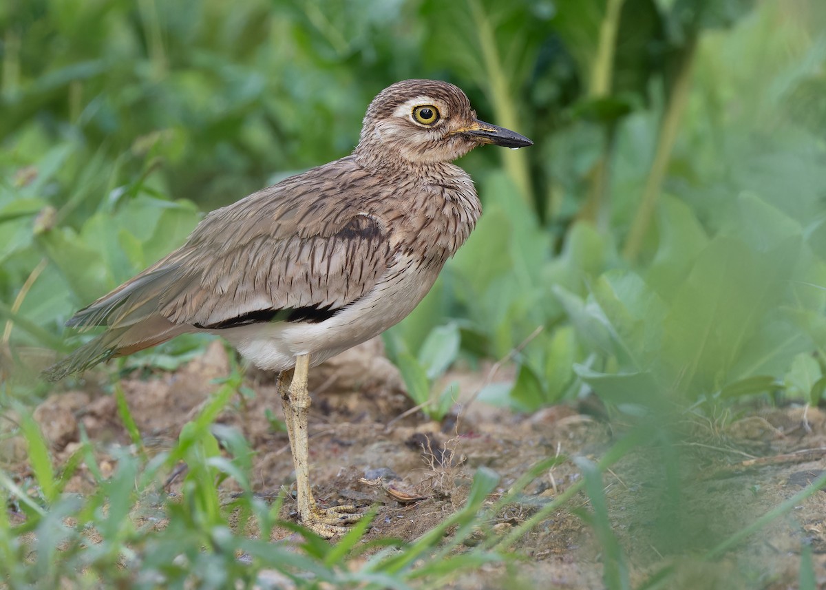 Senegal Thick-knee - ML597578361