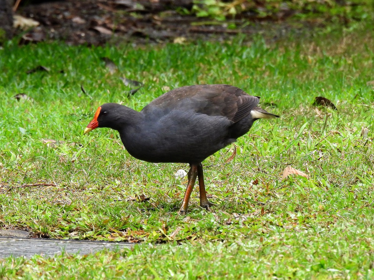 Dusky Moorhen - ML597578591