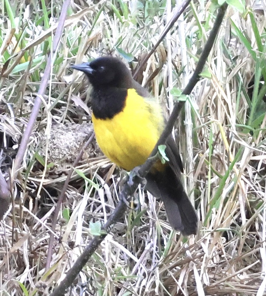 Yellow-rumped Marshbird - ML597578831