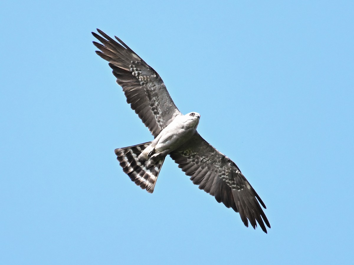 Mississippi Kite - ML597580021