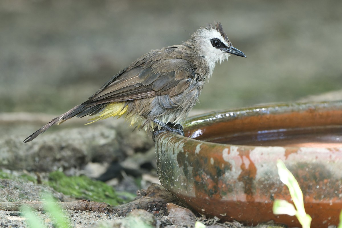 Yellow-vented Bulbul - ML597580581