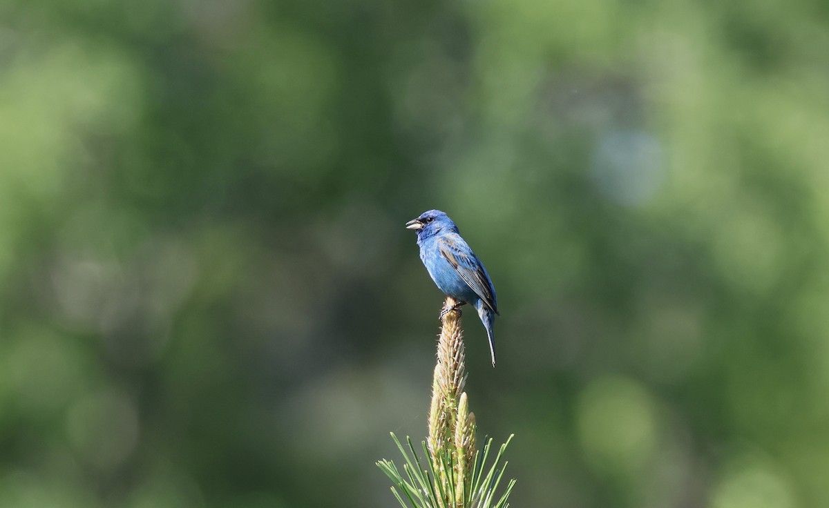 Indigo Bunting - ML597581321