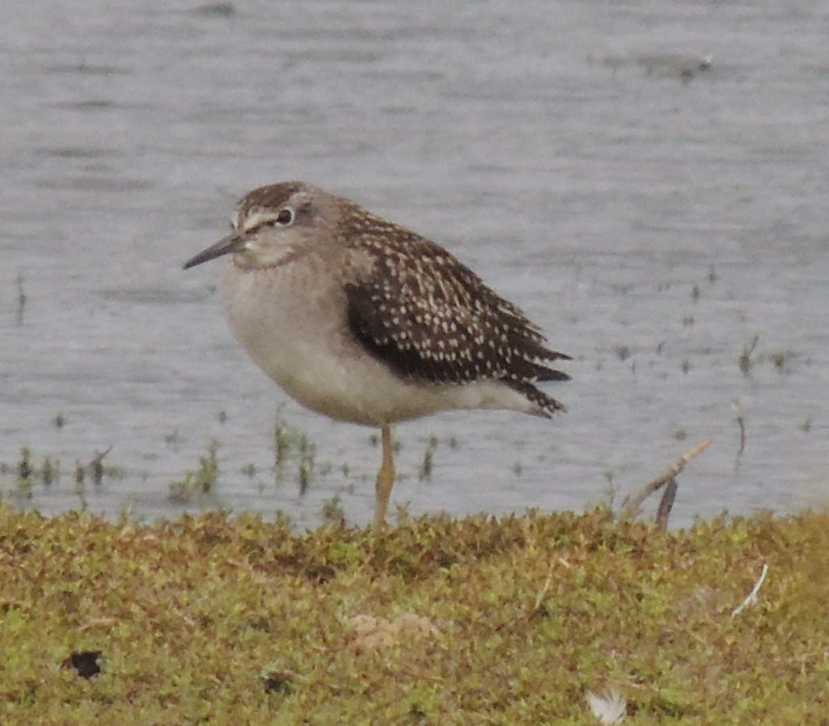 Wood Sandpiper - Mark Easterbrook