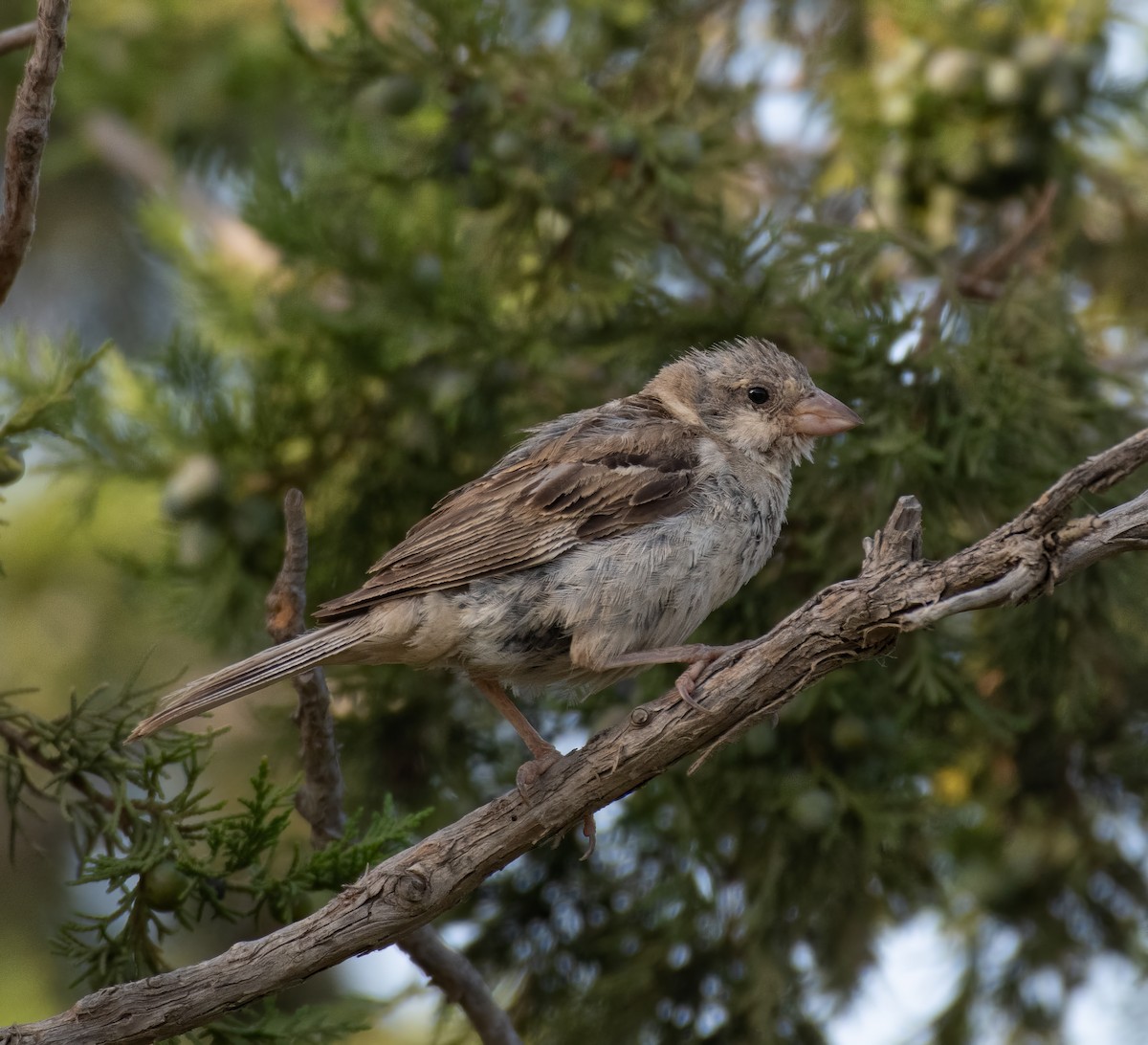 House Sparrow - ML597582341