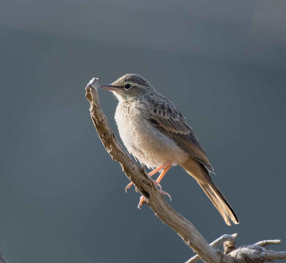 Long-billed Pipit - Mohannad Baghlaf