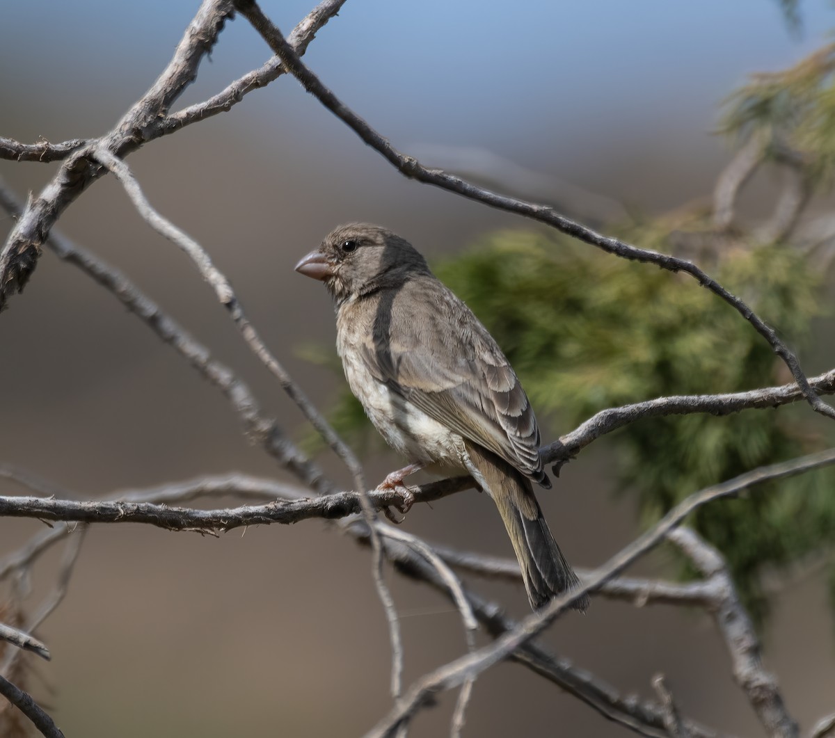 Olive-rumped Serin - ML597582411