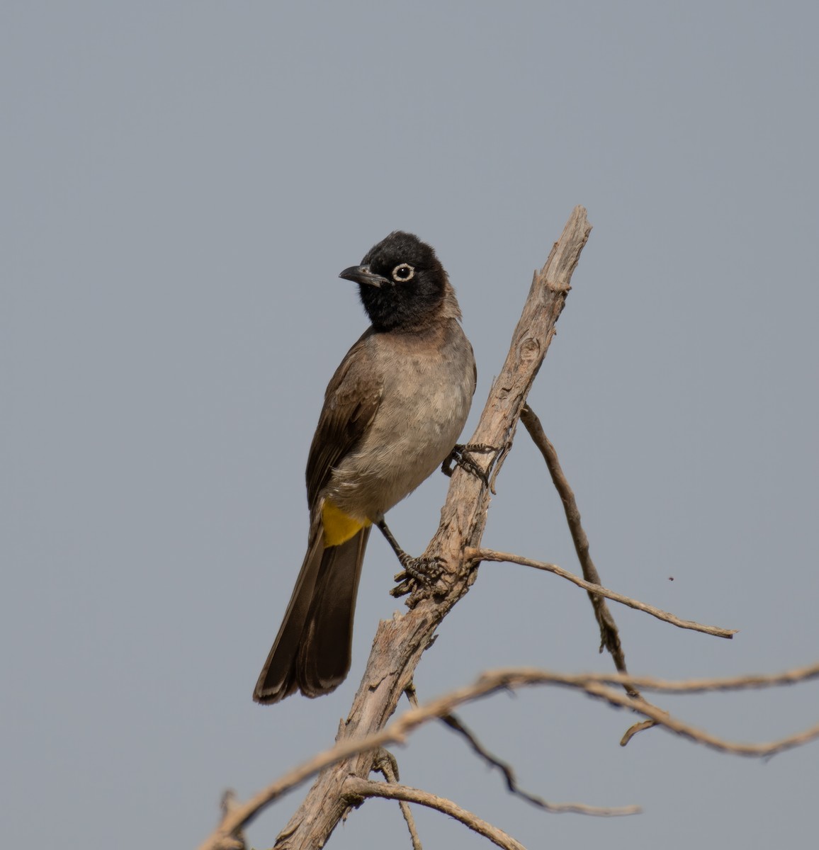 White-spectacled Bulbul - Mohannad Baghlaf