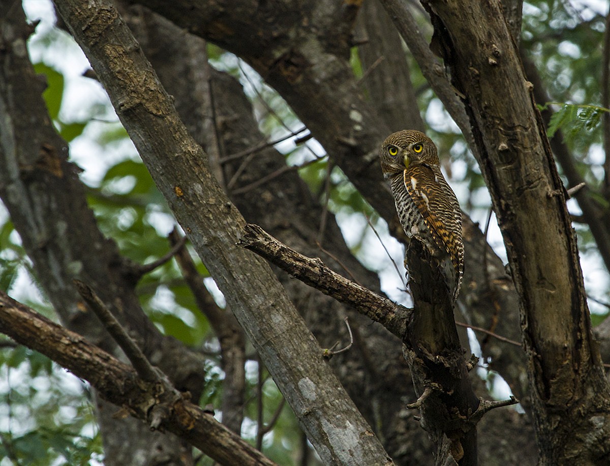 Jungle Owlet - The Pollachi Papyrus