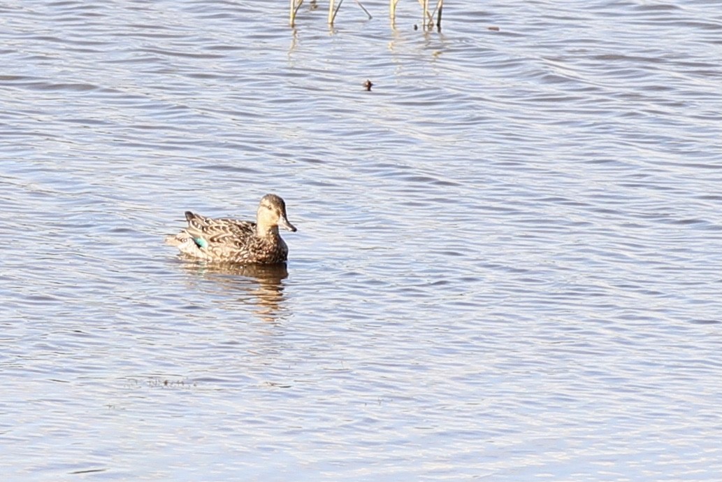 Green-winged Teal - ML597583511