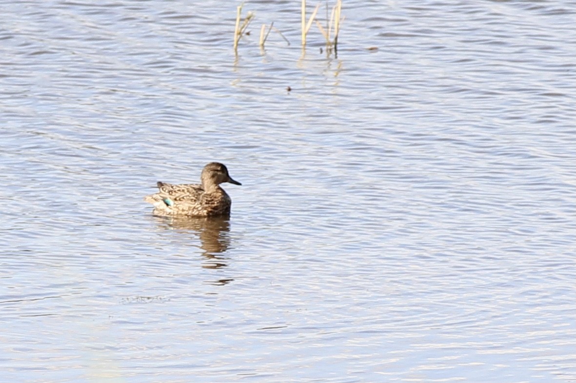 Green-winged Teal - ML597583521