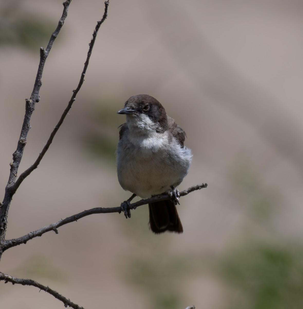 Arabian Warbler - ML597583531