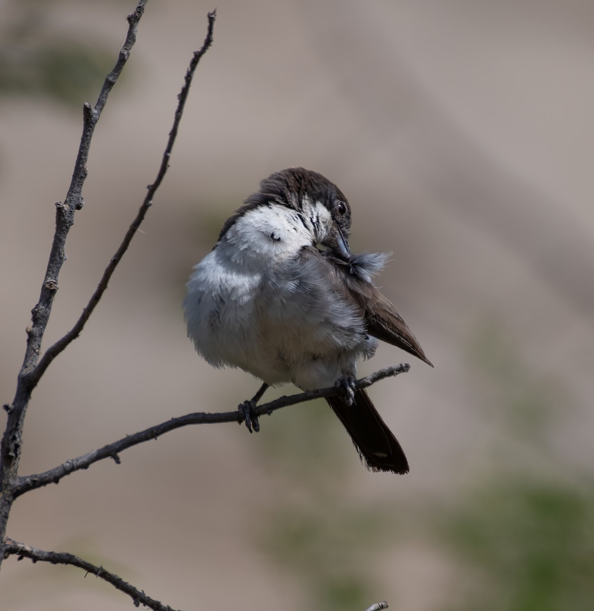 Arabian Warbler - ML597583561