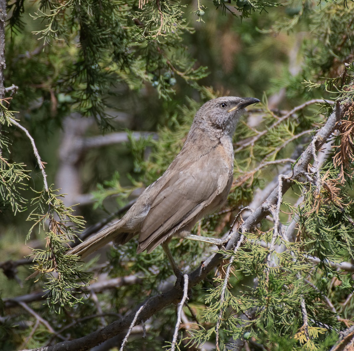 Arabian Babbler - ML597583621