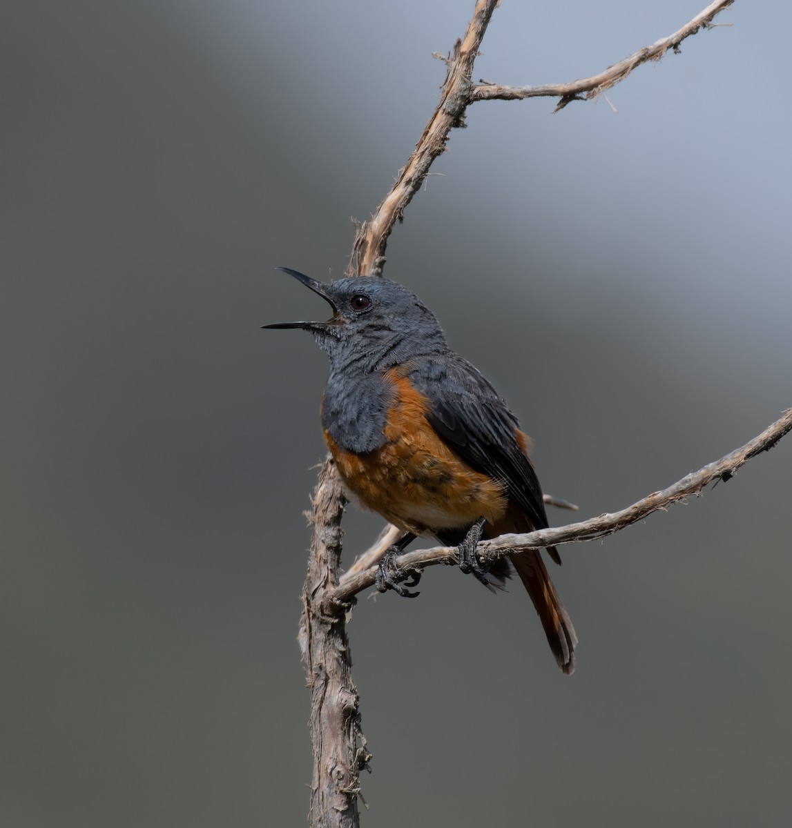 Little Rock-Thrush - ML597583981