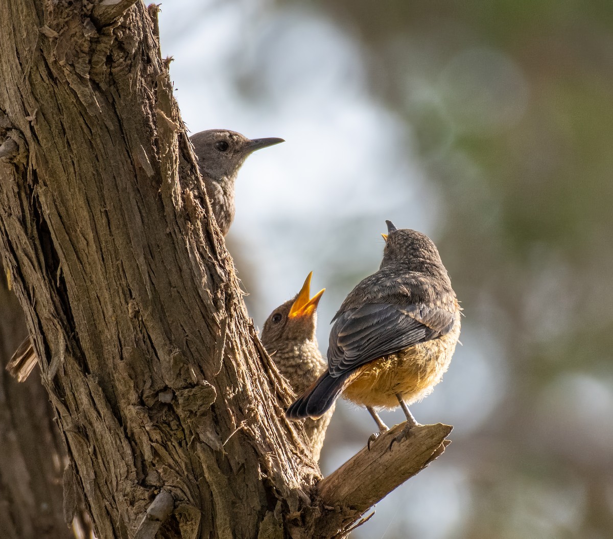 Little Rock-Thrush - ML597584061